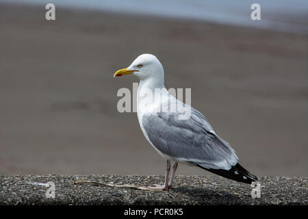 Herring Gull waiting for food Stock Photo