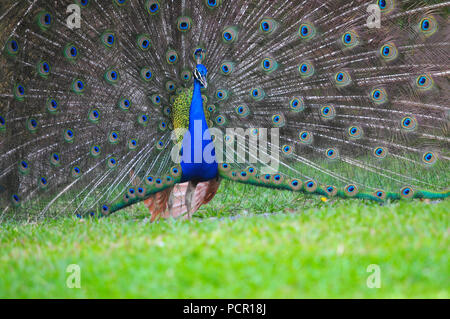 Beautiful male peacok doing a mating dance with all the tails feathers open Stock Photo