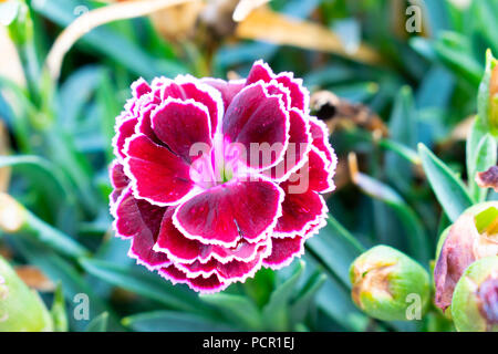 Sweet William Dianthus carnation mini, close up detail Stock Photo