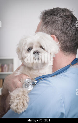 Happy vet with little dog maltese and stethoscope Stock Photo