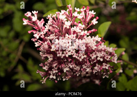 Dwarf Lilac Stock Photo