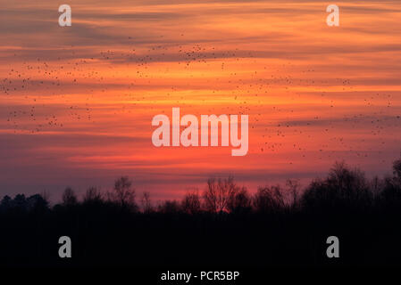 Thousands of starlings performing their evening murmuration in the skies over the Shapwick Heath nature reserve in Somerset, England Stock Photo