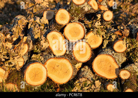 Pile of freshly chopped oak tree branches lit by the warm afternoon sunlight. Stock Photo