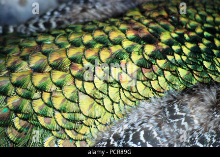 Blue peacock, detailed view, peacock's feathers Stock Photo