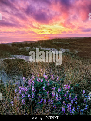 Sunset, Lupin, Limantour Beach, Point Reyes National Seashore, California, Marin County, California Stock Photo