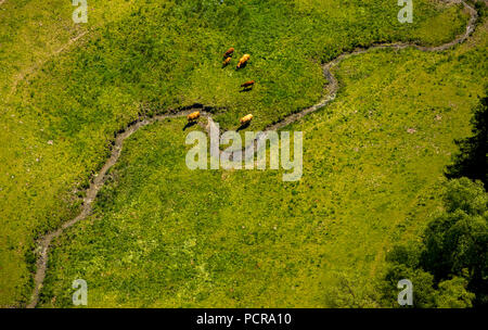 Cow pastures on the upper reaches of the Ruhr, Ruhr valley with cow pastures, Winterberg, Hochsauerland, North Rhine-Westphalia, Germany Stock Photo