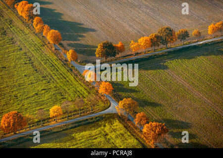 Tree Alley, Field Lanes, Crossroads, Double Crossing, Autumn Foliage, Autumn Leaves, Agriculture, Fields, Meadows, Fields, Symmetrical Junction, Nottuln, Münsterland, North Rhine-Westphalia, Germany Stock Photo