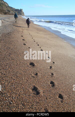 Couple walking along the shingle beach leaving footprints near village of Branscombe on the Jurassic Coast Stock Photo