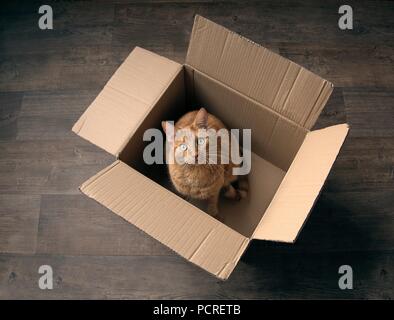 Cute ginger cat sitting in a cardboard box on a wooden floor and looking curious to the camera. Stock Photo