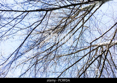 Close up on a branches of Fagus sylvatica tree, commonly called European beech Stock Photo