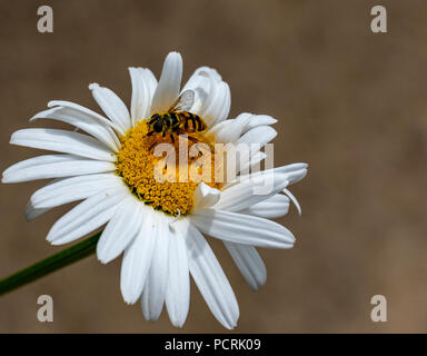 A macro photograph of a hover-fly (Syrphus Ribesii) feeding on the nectar on a white and yellow Oxeye Daisy. Stock Photo