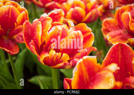 Tulips Stock Photo