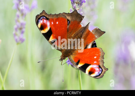 Close-up of a Peacock butterfly on a beautiful lavender flower, with a blurry background Stock Photo