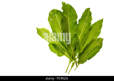 horseradish seasoning isolated on white background Stock Photo