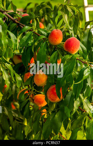 ripe peaches on the branches Stock Photo