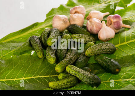 fresh cucumbers and garlic for preservation on horseradish leaves Stock Photo