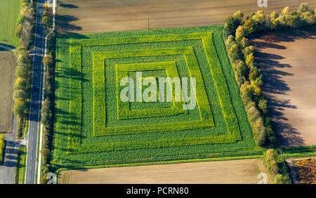 Patterned corn field in Lower Saxony, agriculture, Glandorf, Lower Saxony, Germany Stock Photo