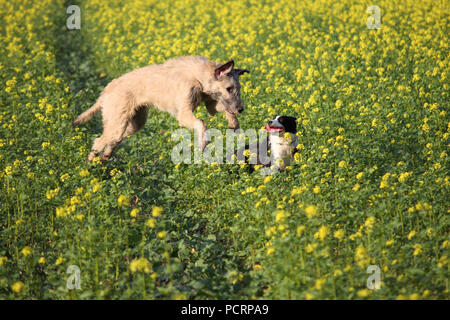 Irish Wolfhound and mongrel dog playing Stock Photo