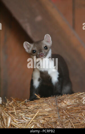 Stone marten Stock Photo