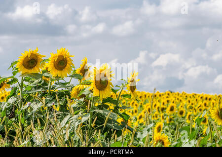 Few sunflowers with sunflowers field amd cloudy sky background Stock Photo
