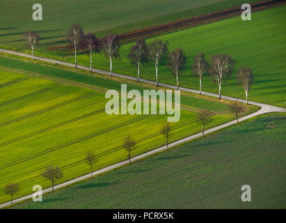 Rows of trees on tarmaced field paths, winter sowing, arable land, fields, fork, aerial view of Hamm, Ruhr area Stock Photo