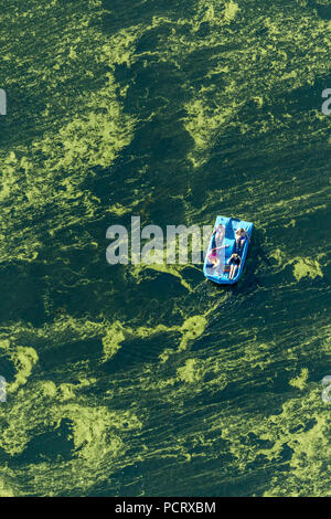 Aerial picture, algae plague, Elodea, Kemnader reservoir with algae growth and pedal boats, Bochum, Ruhr area, North Rhine-Westphalia, Germany, Europe Stock Photo