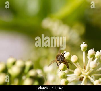 Bee collecting pollen on White flower with blurred green background photo Stock Photo