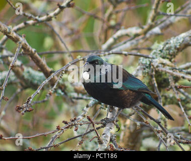 Beautiful Blue Green New Zealand native Tui bird in garden tree - white tuft of feathers at throat Stock Photo