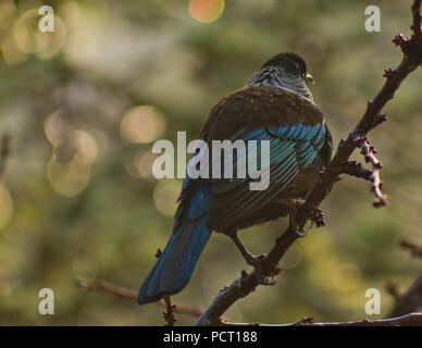 Beautiful Blue Green New Zealand native Tui bird perched in tree in evening rain Stock Photo