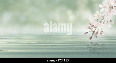 Water with leaves and flowers from blossom plant - Abstract Bokeh Spa Background Stock Photo
