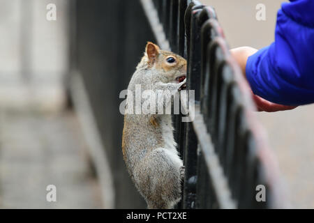 Portrait of a grey squirrel climbng on a metal fence to reach food from a persons hand Stock Photo