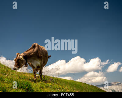 isolated typical cow picture on a sunny summer day at a swiss farm mountain Stock Photo