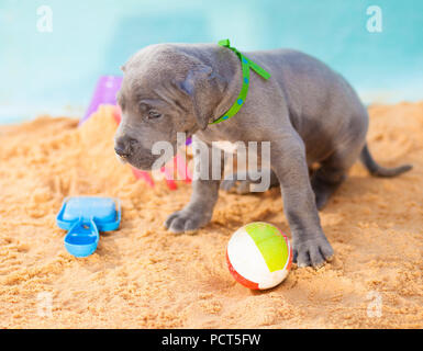 Great Dane puppy with its head hanging low on the sand