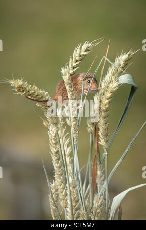 A small harvest mouse on ears of grain. Taken in upright vertical format, the photograph shows the mouse amongst the wheat. Stock Photo