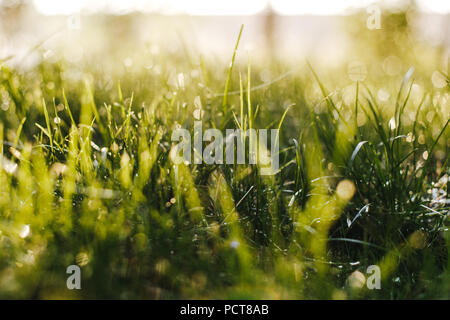 bokeh of raindrops on blades of grass on a meadow Stock Photo