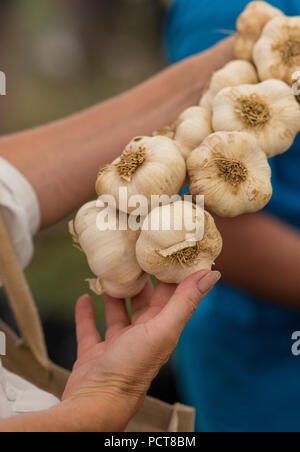 woman choosing garlic from a display. holding a plait of garlic fresh produce at a farmers market on the isle of wight. Stock Photo