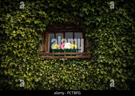 Window with flowers, primroses, house facade overgrown with ivy Stock Photo