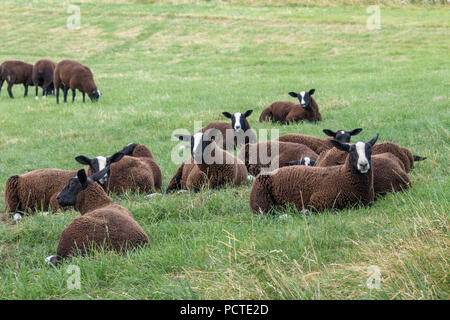 Flock of Zwartbles sheep at Conistone in the Yorkshire Dales National Park Stock Photo