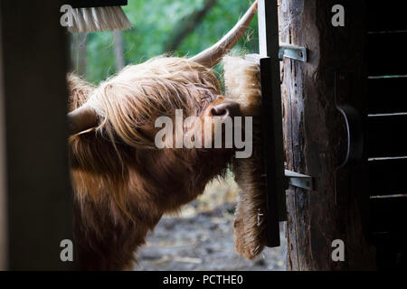 Scottish highland cattle at barn door, profile Stock Photo