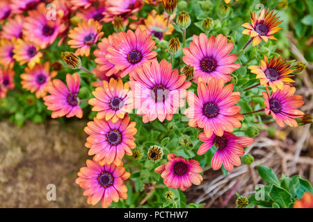 Daisybushes (Osteospermum), African daisies, flower, Victoria, Australia, Oceania Stock Photo