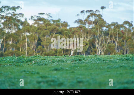 Eastern Gray Kangaroo (Macropus giganteus), Meadow, side view, jumping, running, Victoria, Australia, Oceania Stock Photo