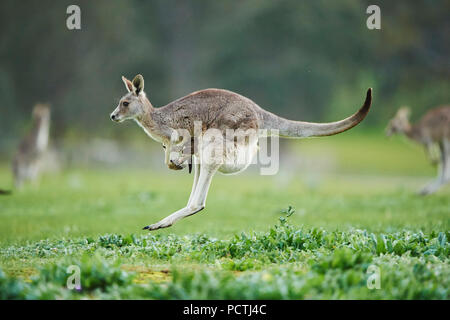 Eastern Gray Kangaroo (Macropus giganteus), Meadow, side view, jumping, running, Victoria, Australia, Oceania Stock Photo