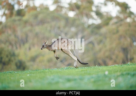 Eastern Gray Kangaroo (Macropus giganteus), Meadow, side view, jumping, running, Victoria, Australia, Oceania Stock Photo