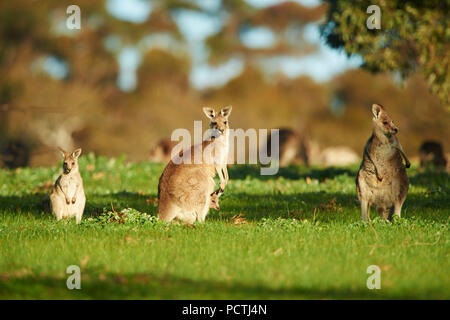 Eastern Gray Kangaroo (Macropus giganteus), meadow, standing, Victoria, Australia, Oceania Stock Photo
