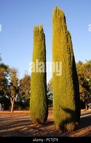 Golden light washes over ornamental cypress trees as the sun begins to set. Stock Photo