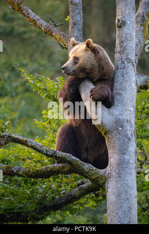 European Brown Bear, Ursus arctos, Climbing in tree, Bavaria, Germany Stock Photo