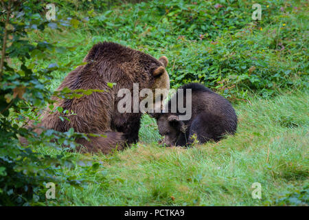 European Brown Bears, Ursus arctos, Female with cub, Bavaria, Germany Stock Photo