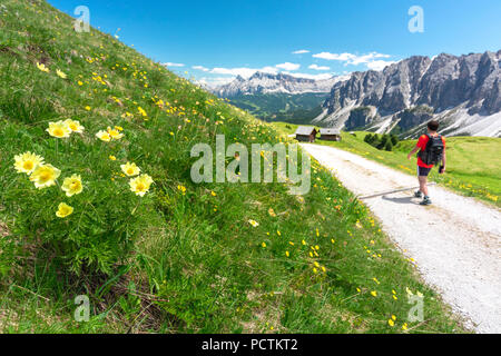 Spring flowers and a hiker on the gravel road in Medagles alp, Dolomites, Lungiarü / Campill, San Martin de Tor, Bolzano, South Tyrol, Italy Stock Photo