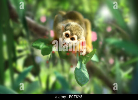 Squirrel monkey in the jungle of Amazonia, Brazil, South America Stock Photo
