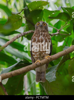 Brown Hawk Owl perch on the tree in nature (Ninox scutulata) Stock Photo